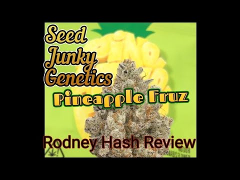 Seed Junky Genetics - Pineapple Fruz review by Rodney Hash