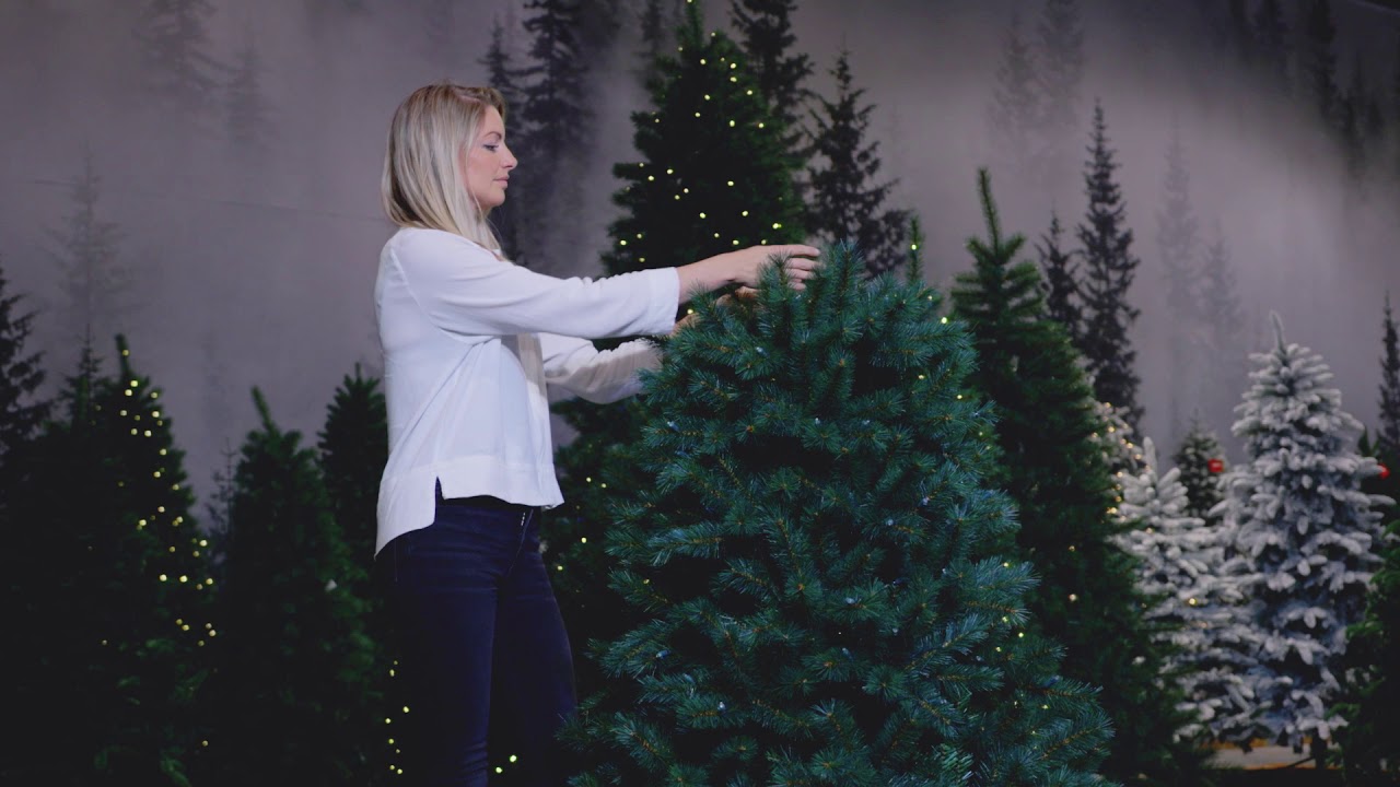 Plant New Day   Black Box   Kingston LED