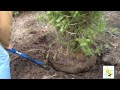 Can You Dig It - Learn how to dig a tree or shrub to transplant