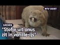 De laatste (!) bever van Nederland is hier opgezet | RTV Oost