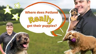 WHERE PETLAND PUPPIES ACTUALLY COME FROM