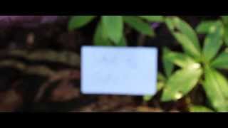 Cave Painting | So Calm (Music Video)