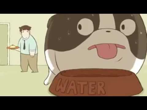 Cão cuidando do dono