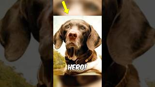 3 Animals That SAVED Thousands of Soldiers in War!