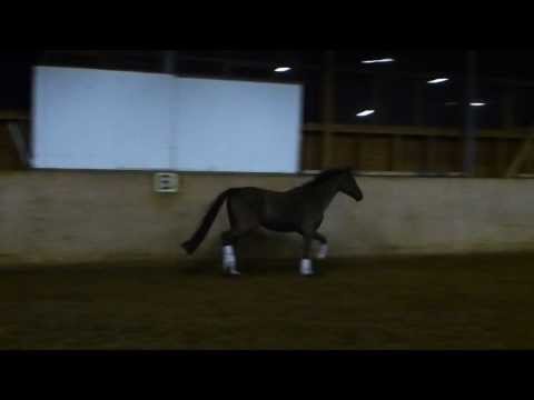 Fulminant 2014: 4j. Rappe v. Fürst Fugger - Don Vino (Donnerhall)