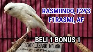 Download lagu BUY 1 GET 1 FREE YSRASMI, RASMIINDO, F2YS, F1RASMI AND FEMALE READY TO BREED mp3