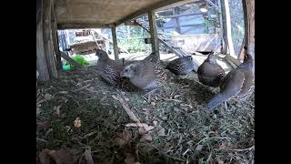 California Quail showing off on for camera