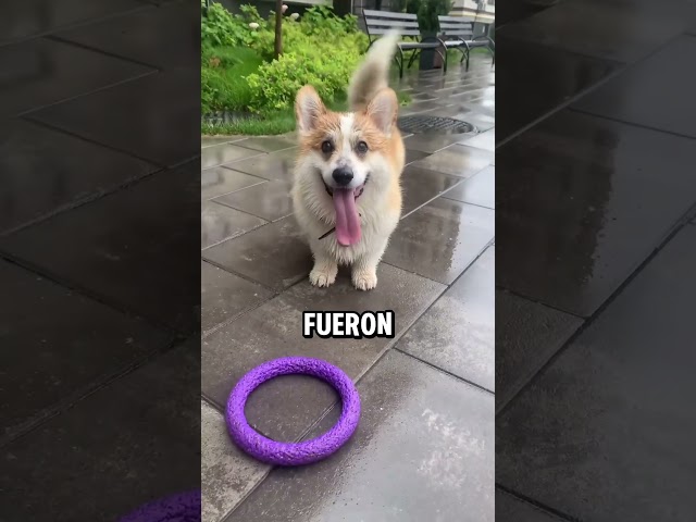 Vídeo relacionado con Anime Ghibli Welsh Corgi Perro Propietario Perros Fan Camiseta