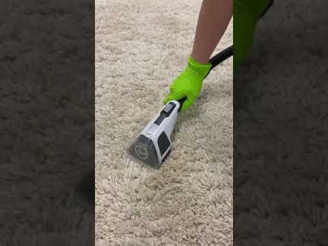 How to clean up and remove pet pee from your carpet