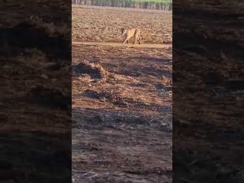 alí em irapuã são paulo colheita de cana