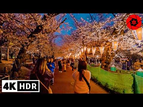 Tokyo Cherry Blossoms 2025 Begins in Ueno Park - 4K HDR