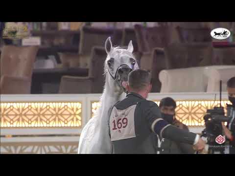 N 169 ASEEL AL JASASIYA   Katara International Arabian Horse Festival   Stallions 4 6 Years Old Clas