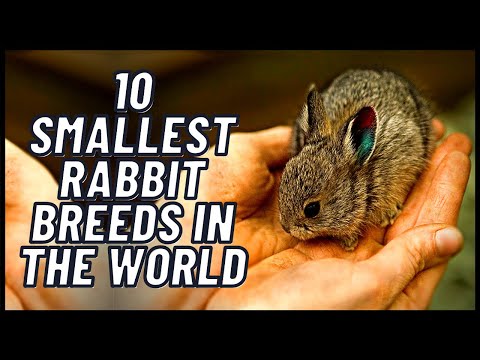 10 Smallest Rabbit Breeds in the World
