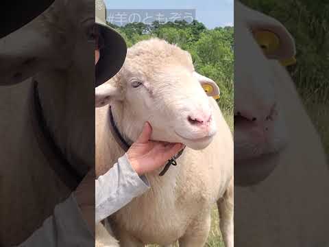 ウェッサン羊 102.JPG