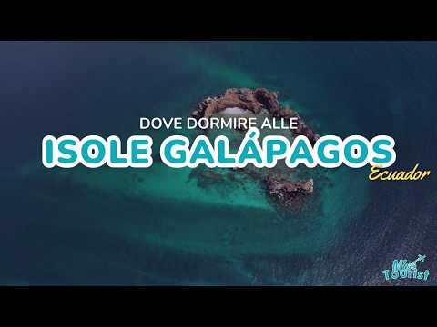 Dove Alloggiare alle Galápagos: le 4 Isole Migliori per il Tuo Viaggio 🐢🏝️