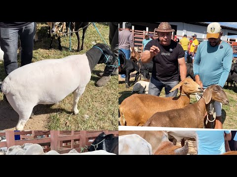 Feira de animais de lagoa de pedras RN !  14/09/2026