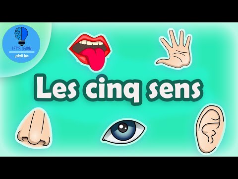 Apprendre les cinq sens | Let's Learn