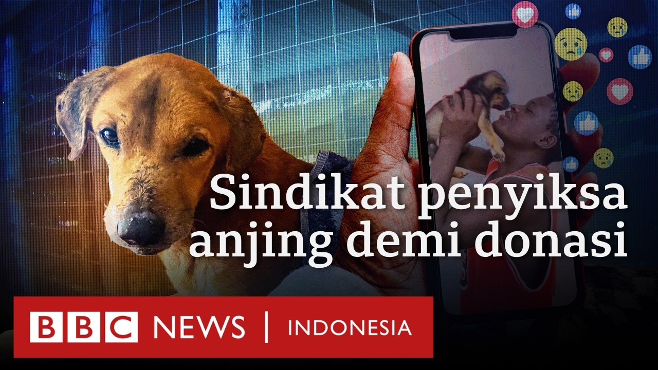 Para penipu yang menyiksa anjing untuk mencari donasi dari para pencinta hewan.- BBC News Indonesia