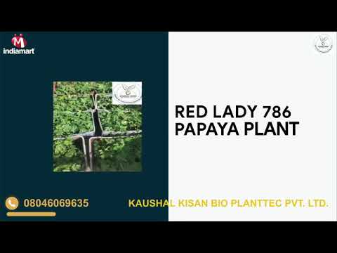 Raphis Palm Plant