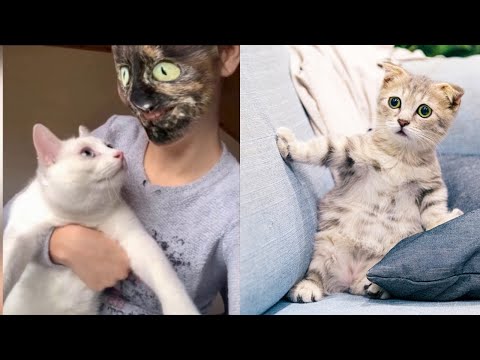 💥🥴முரட்டு விலங்குகளின் சம்பவங்கள்🤪😱#funny video#funnyest videos#animal funny #cat funny video