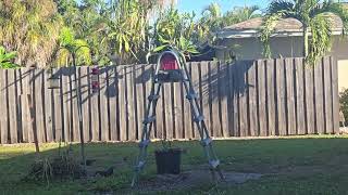 And back again squirrels are so funny Simon