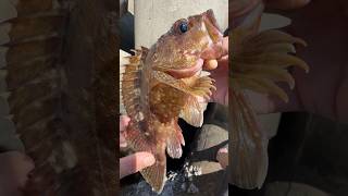 【穴釣り】釣り初心者でも簡単、巨大テトラの隙間から凄く美味しい夕食のおかずが釣れます、大物も釣れるよ