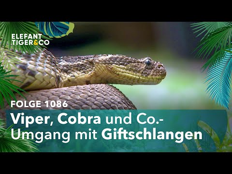Jetzt wird’s giftig! (Folge 1086) | Elefant, Tiger & Co. | MDR