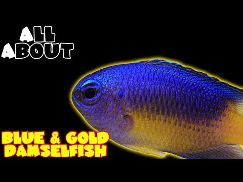 All About The Blue and Gold Damselfish or Gold Belly Damselfish