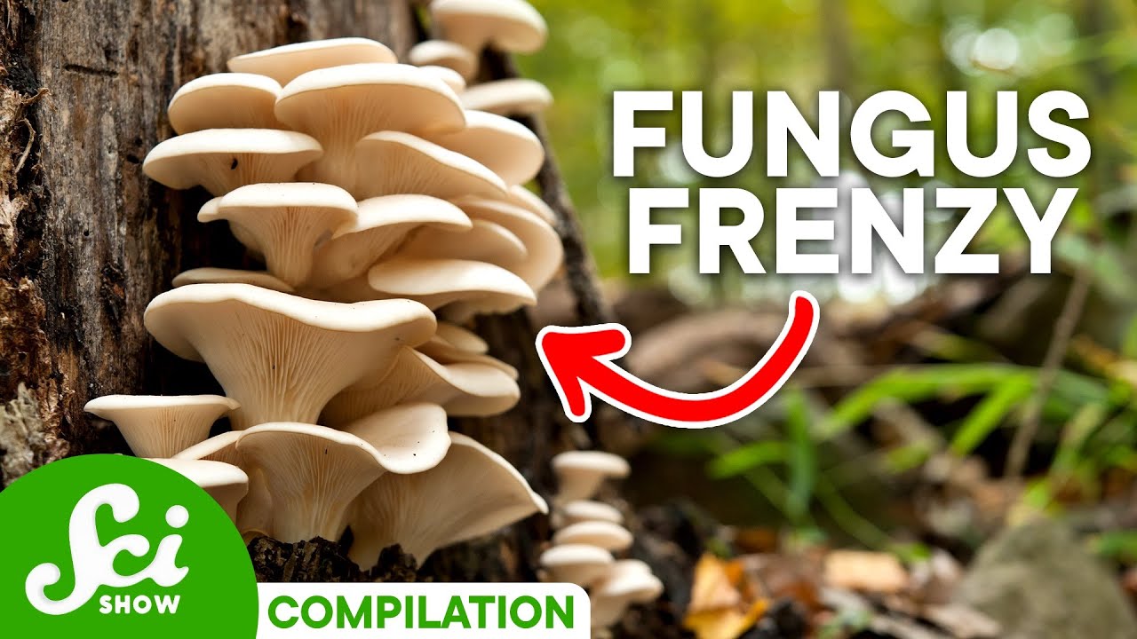 Surprising Uses for Fungi You May Not Know