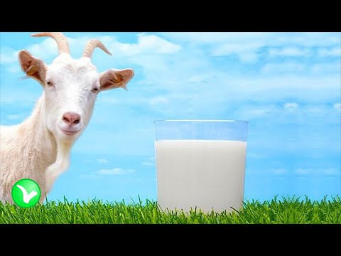 Козье молоко - польза или вред?