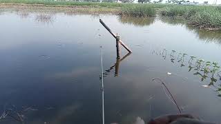 MANCING DI SPOT TAK PERNAH DI JAMAH PEMANCING‼️