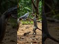 King Cobra Vs Mongoose Ultimate Predator Face Off