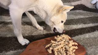 Dog Eating Pasta Snack [Sound Dogs Love]