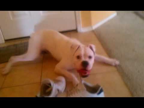 YAYO White Boxer On Drugs