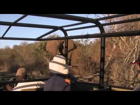 A game drive in the Greater Kruger National Park