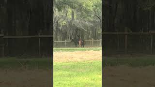 Scarlett needs some private time with the baby #cow #farming #farmlife #shorts