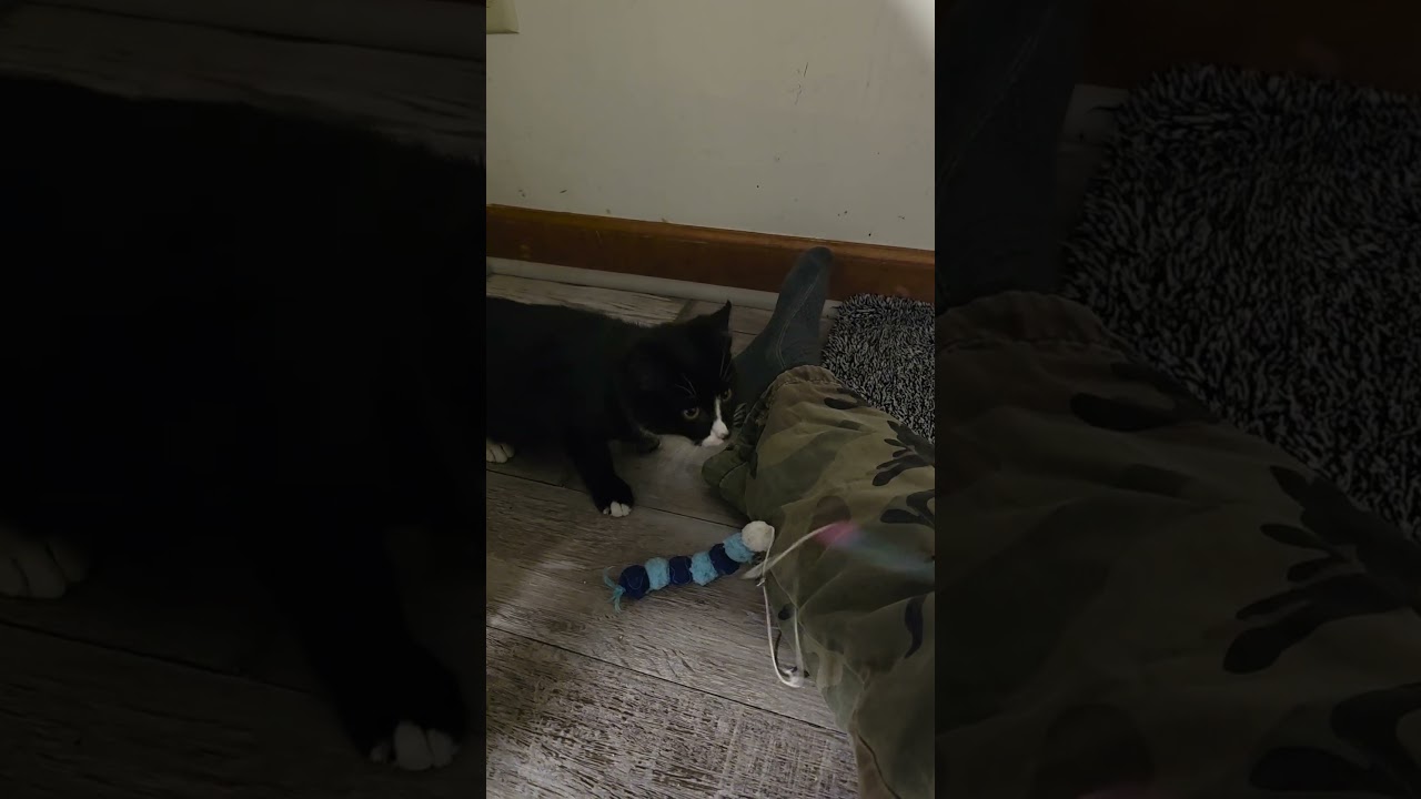 Enlarge Muncho, an adopted Tuxedo in Jamesville, NY video 5/5