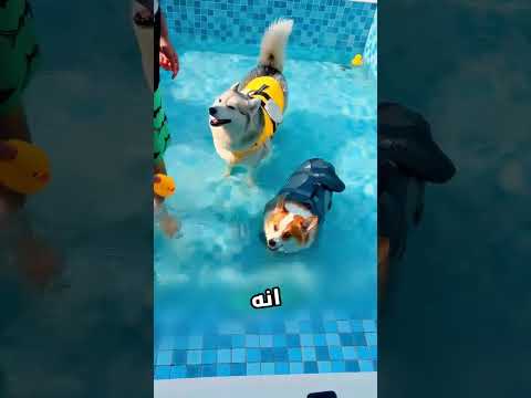 هذا الرجال حاول يخلي كلابو تتأقلم مع المسبح