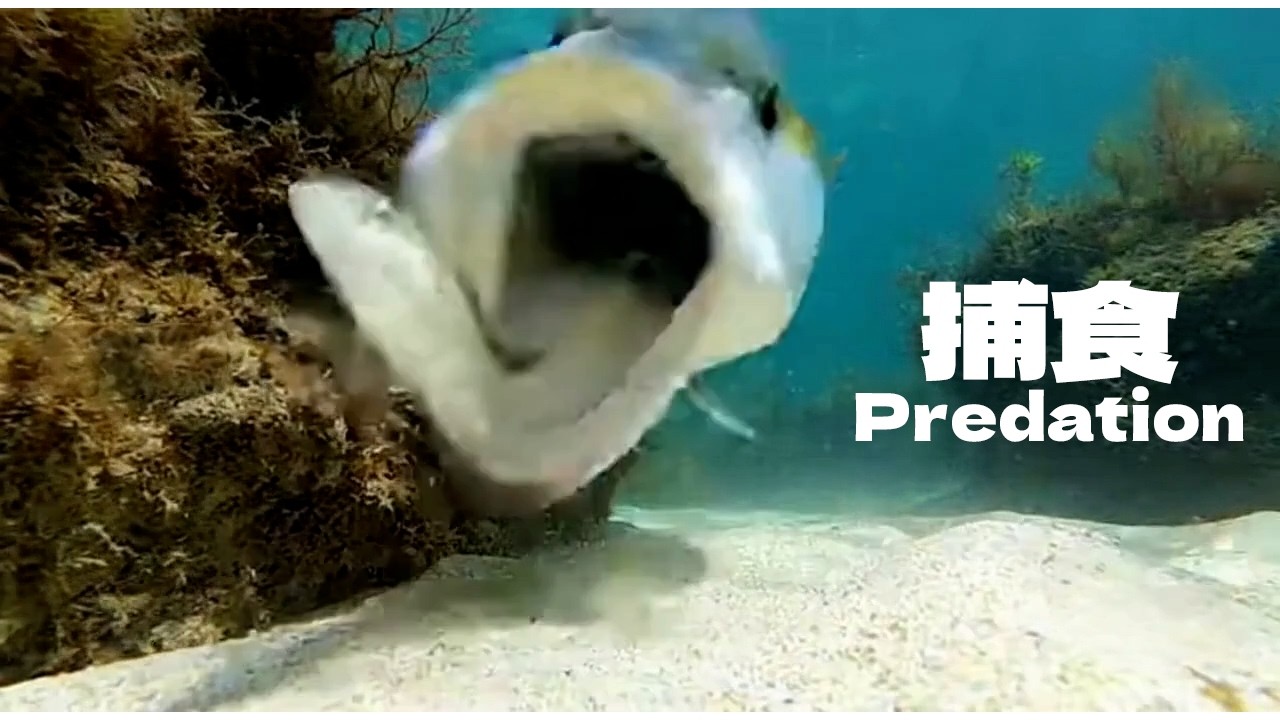 水中捕食映像集 第2弾｜Underwater Predation Scenes（Created with Generative Software）