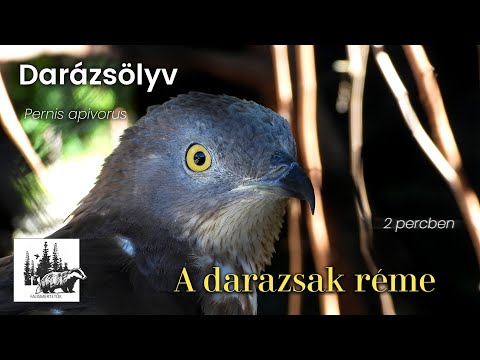 Darázsölyv
