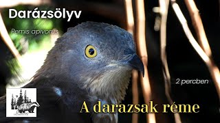 Darázsölyv – fajismertető videó