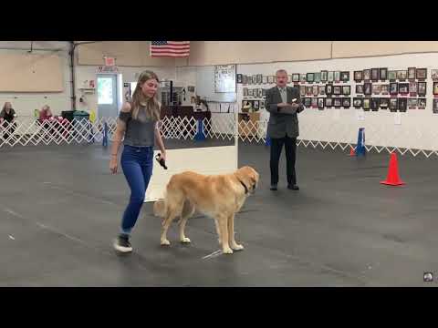 Canine Concierge Training LLC video.