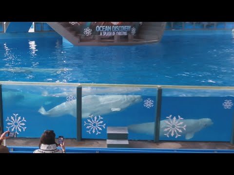 Innik, Crissy, Luna, Tulok, Samson & Martha Fast Swim (11/17/22)