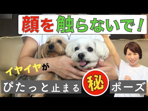 犬の目をきれいにする方法は?