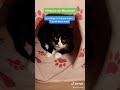 L Histoire De Mon Chat