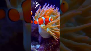 Download lagu 🐠 Thinking about adding a pair of Clownfish to your tank? mp3