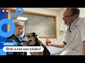 Bijna de helft van de huisdieren is te dik