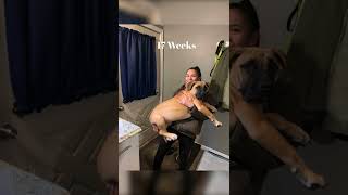 How Fast Do Boerboel Puppies Grow!