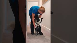 Download lagu Eden taking her first steps with WIMBA dog prosthetics! #DogProsthetics #petsprosthetic mp3 Download lagu Eden taking her first steps with WIMBA dog prosthetics! #DogProsthetics #petsprosthetic mp3