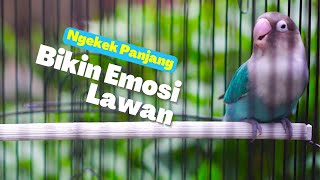 Download lagu #1 Lovebird Ngekek Panjang Materi Joss Paling Ampuh Buat Labet Lain Jadi Fighter Auto Ngekek Panjang mp3 Download lagu #1 Lovebird Ngekek Panjang Materi Joss Paling Ampuh Buat Labet Lain Jadi Fighter Auto Ngekek Panjang mp3